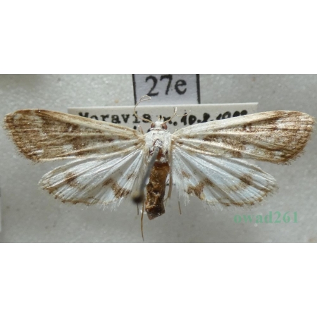 Parapoynx stratiotata (Linnaeus, 1758) Nimfa osoczanka Czech27e